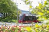 Tram Linie 9 beim Viktoriaplatz mit Frühlingsblumen